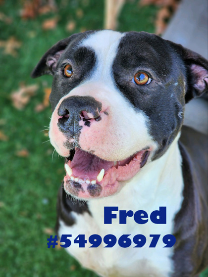 Photo of Fred - Stray