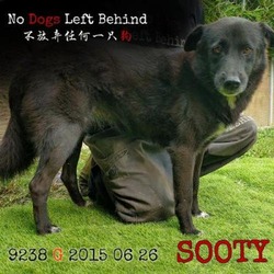 Photo of Sooty 9238
