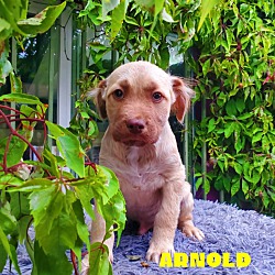Photo of Arnold