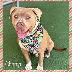 Thumbnail photo of CHAMP #2