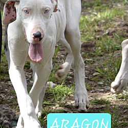 Photo of Aragon