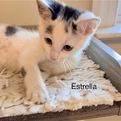 Thumbnail photo of Estrella #4