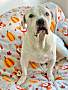 CHARDSY - American Bulldog available for adoption