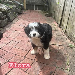 Thumbnail photo of Flora #4