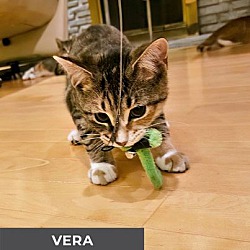 Thumbnail photo of Vera #2