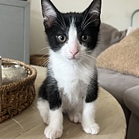 adopt a pet