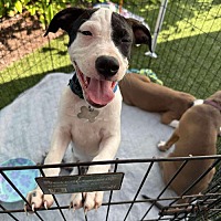 adopt a pet