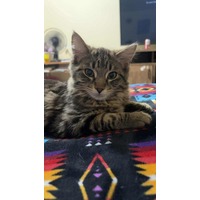 adopt-pet