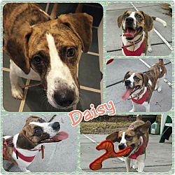 Thumbnail photo of Daisy #4