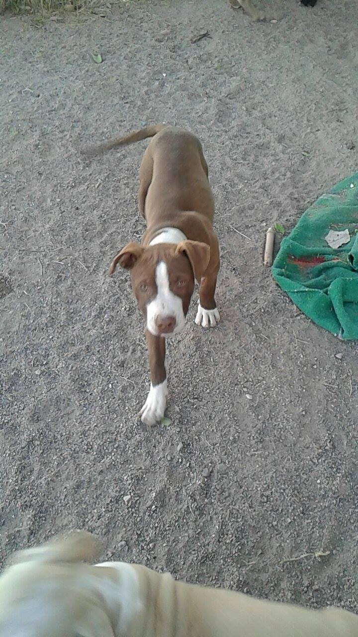 animal shelters las cruces nm on Las Cruces Nm American Staffordshire Terrier Meet Brooklyn A Pet For Adoption