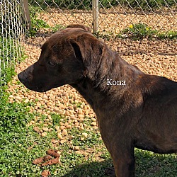 Thumbnail photo of Kona #2