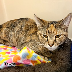 Thumbnail photo of Tawny #1