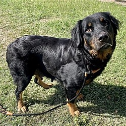 Photo of Holly Rottweiler