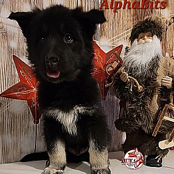 Thumbnail photo of AlphaBits #1