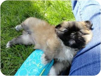 pekingese yorkie puppies