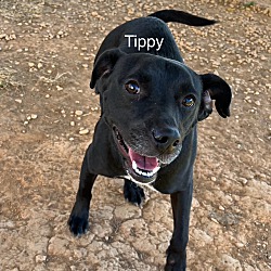 Thumbnail photo of Tippy #2