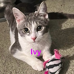 Photo of IVY Kitten