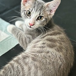 Photo of Kitten Ben