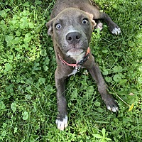 adopt a pet