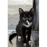 adopt-pet