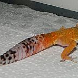 Thumbnail photo of Leopard Gecko #2