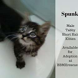 Thumbnail photo of Spunky #2