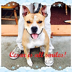 Thumbnail photo of Cesar-good w/ kids&other dogs! #1