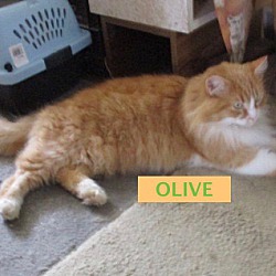 Photo of OLIVE-adopted 3-24-19