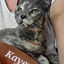 Thumbnail photo of Kayenne (ADOPTED!) #2