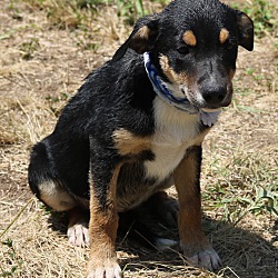Photo of Cheyenne