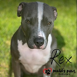 Thumbnail photo of Rex #3