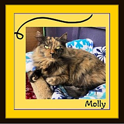 Photo of Molly - Adoption Pending