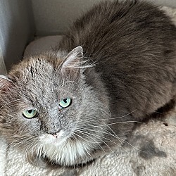 Photo of Sprout- adoption fee waived