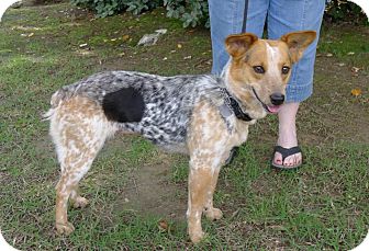 Allentown, PA - Australian Shepherd. Meet Polly a Dog for Adoption.