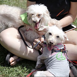 Thumbnail photo of Pooch and Mookie #4