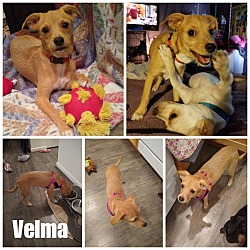 Photo of Velma