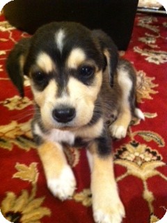 labrador husky puppies for sale