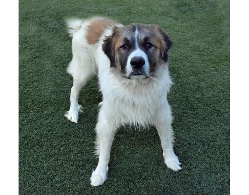 Land O'Lakes, FL - Anatolian Shepherd/Great Pyrenees. Meet BENJI a Pet ...