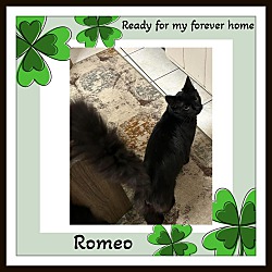 Thumbnail photo of Romeo and Jinx Adopt Pending #2