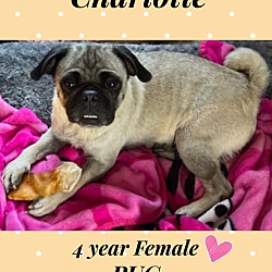 Photo of CHARLOTTE- 4 YEAR FEMALE PUG