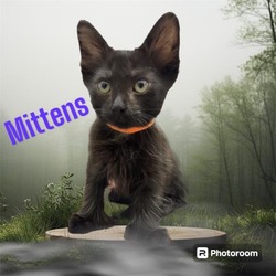 Photo of MITTENS