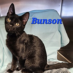 Thumbnail photo of Bunson #1