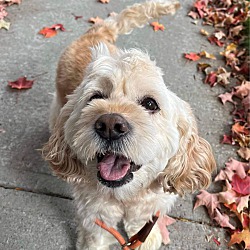 bonded pet photo