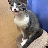 adopt a pet
