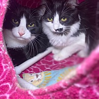 adopt a pet