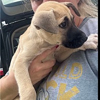 adopt-pet