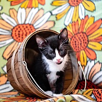 adopt a pet