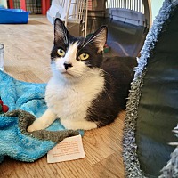 adopt a pet