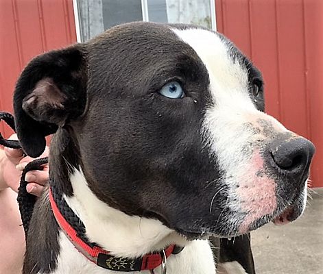 Frederick Md Great Dane American Staffordshire Terrier Meet Skye A Pet For Adoption