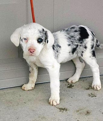 double merle catahoula